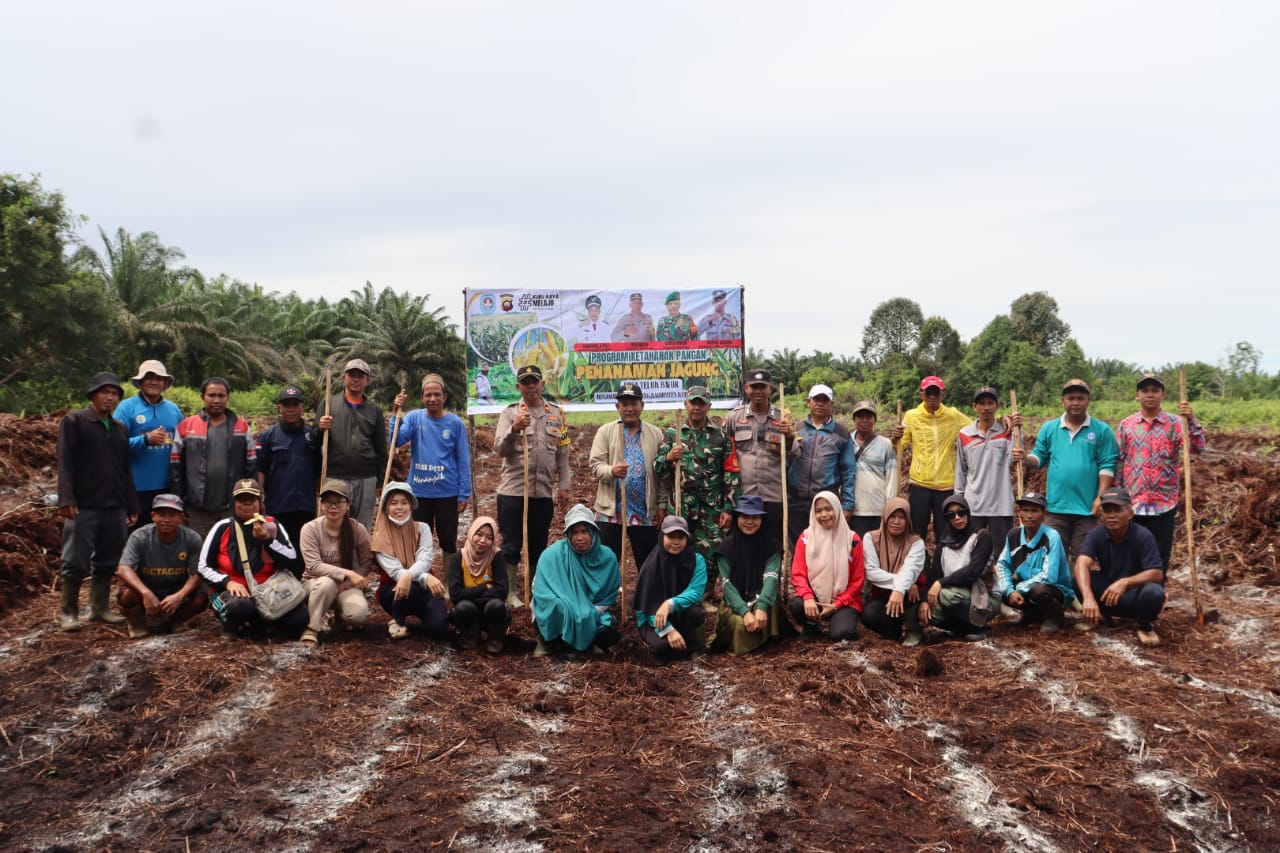 Teluk Bayur Galakkan Ketahanan Pangan, Ribuan Benih Jagung Ditanam Serentak